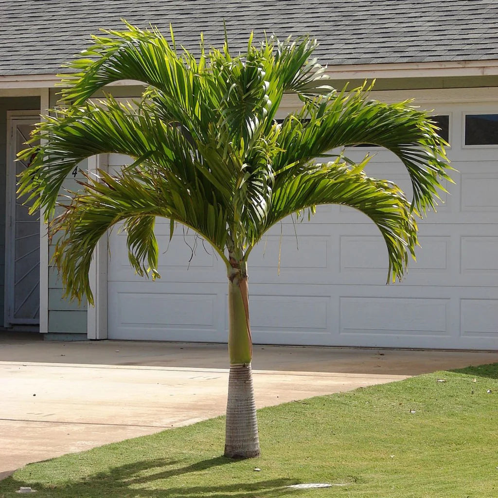 Manilla palm - 5 Zaden