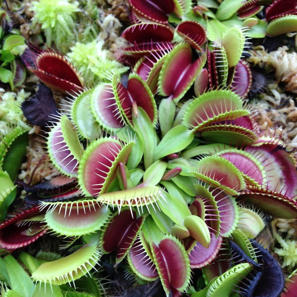Venus Flytrap Zaden
