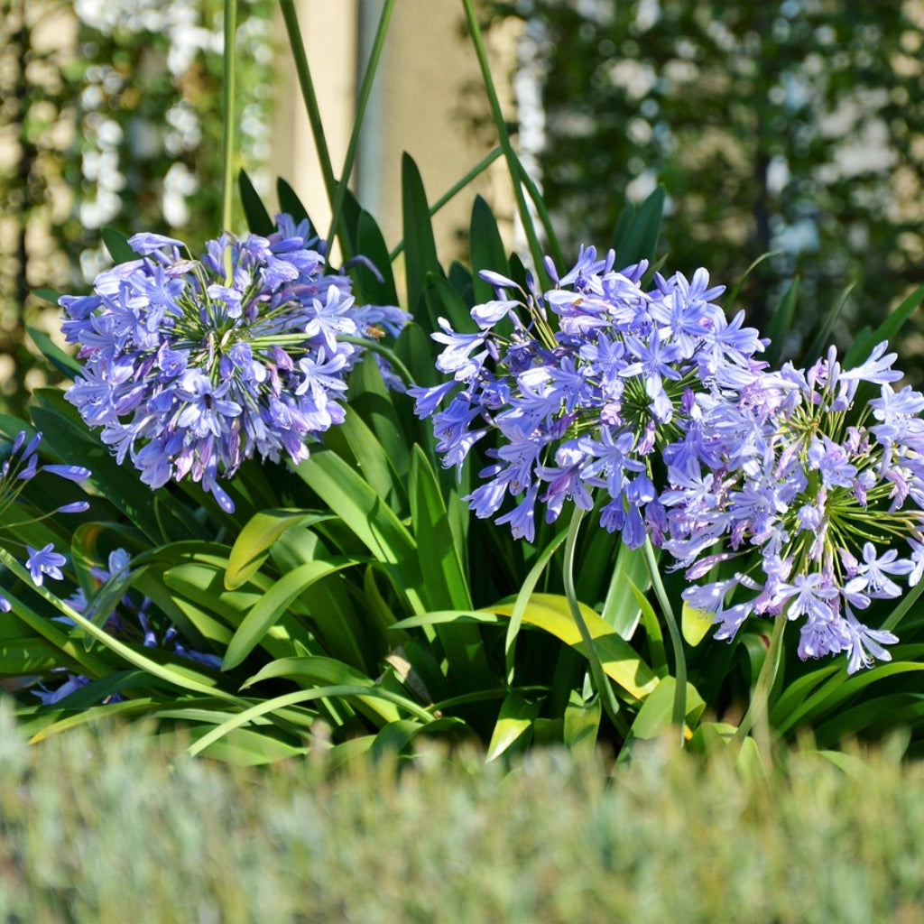 Afrikaanse Lelie - 10 Zaden