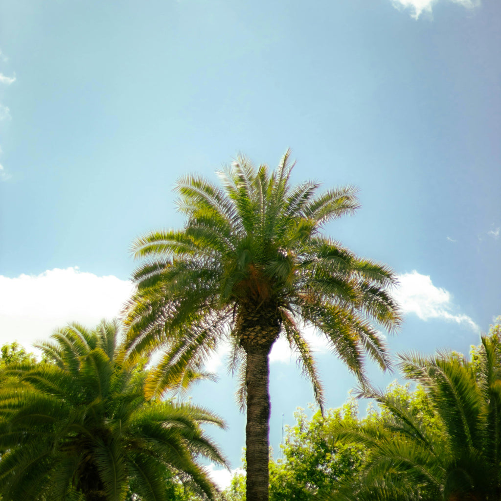 Californische waaierpalm - 10 Zaden