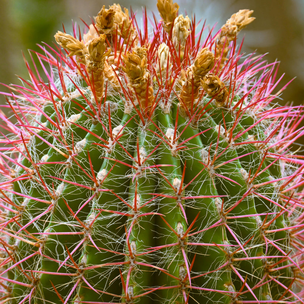 Mexicaanse Limoencactus Zaden