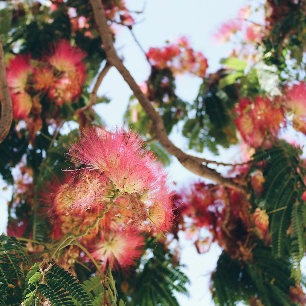 Roze Zijdeboom Zaden
