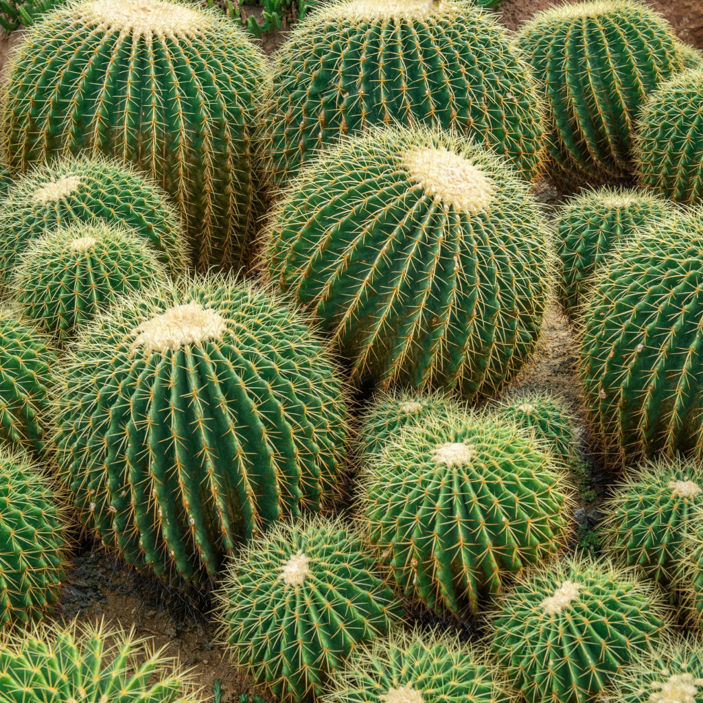 Echinocactus grusonii - 10 Zaden