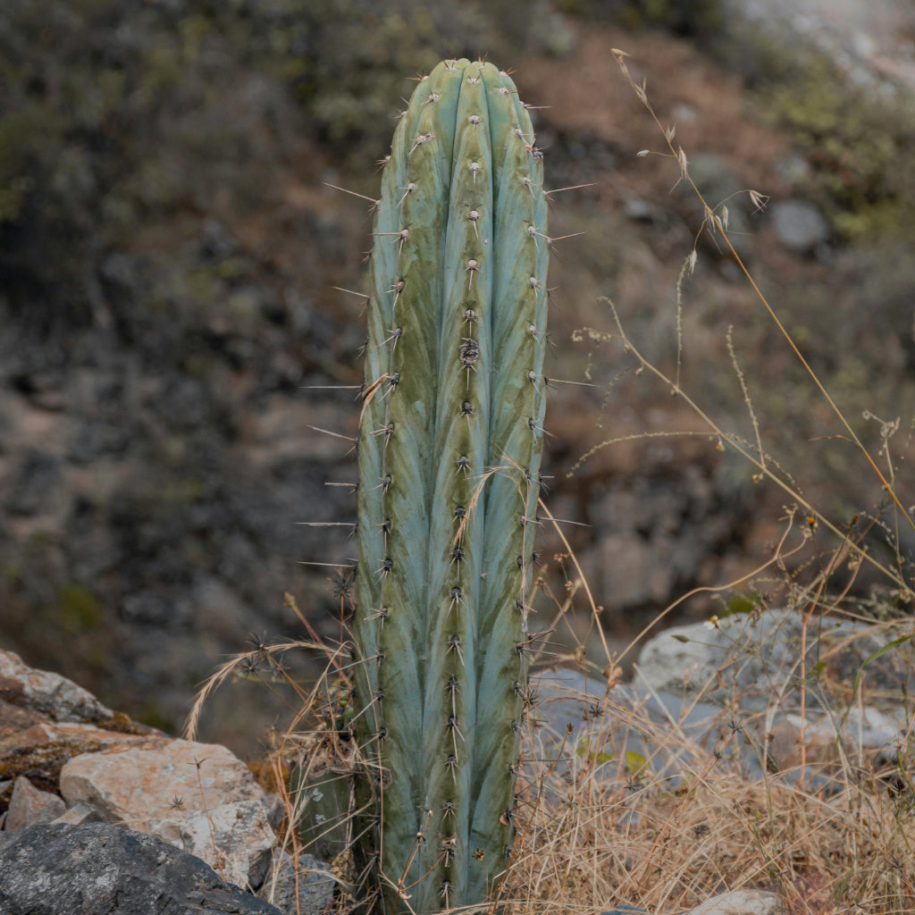 Olifantcactus - 10 Zaden