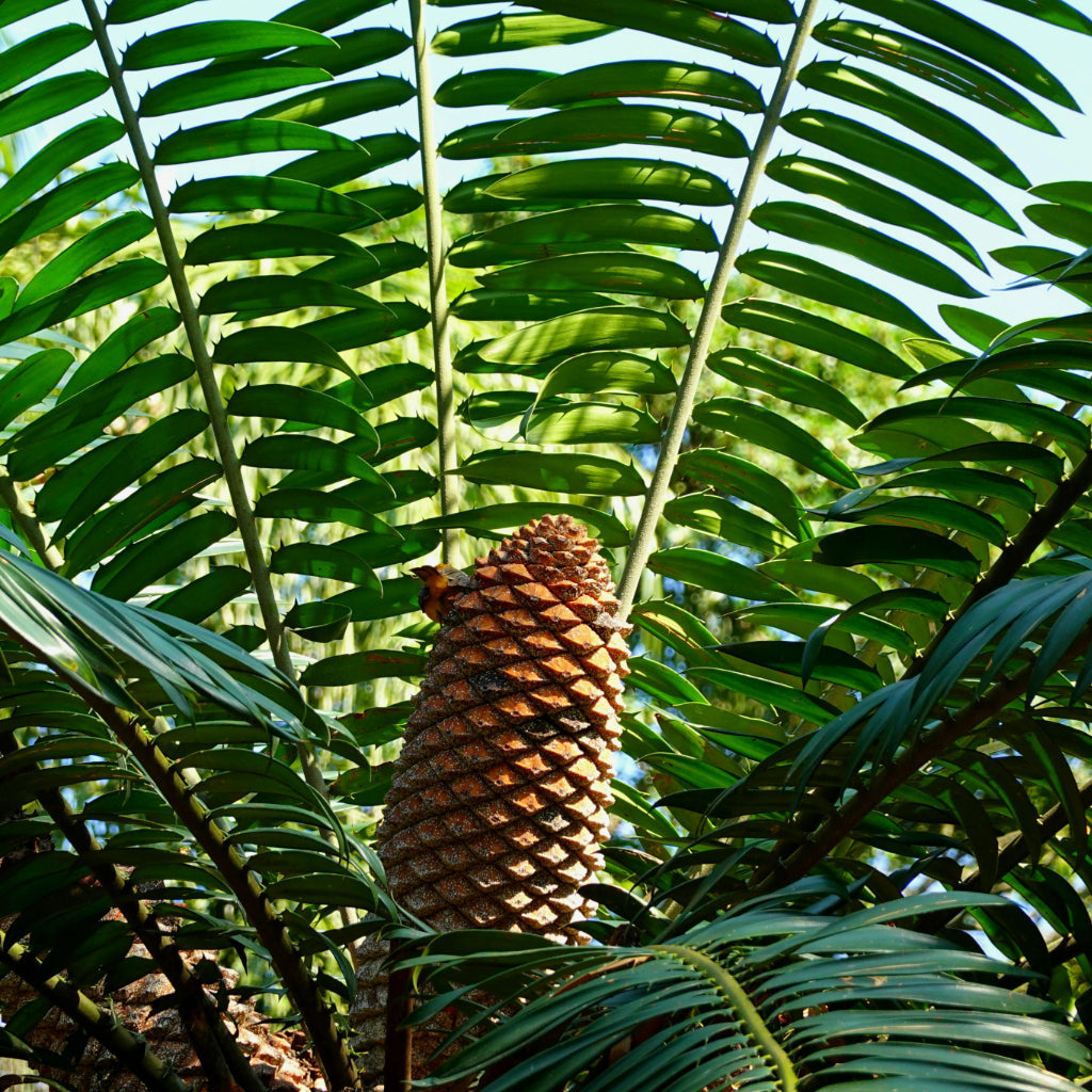 Kastanje Dioon Zaden