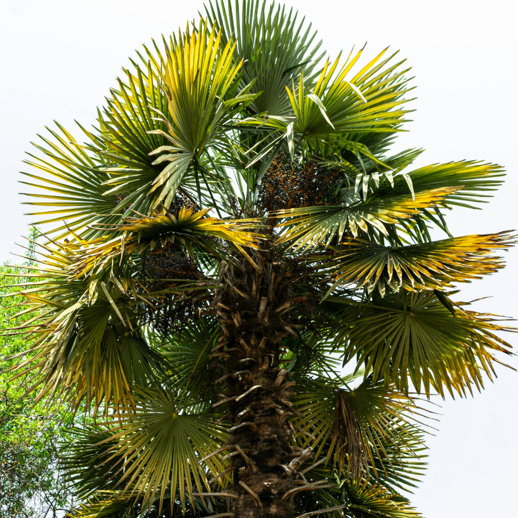 Chinese waaier palm Zaden