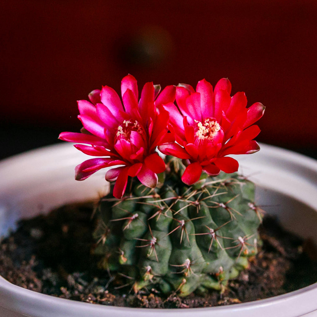 Astrophytum Asterias - 10 Zaden
