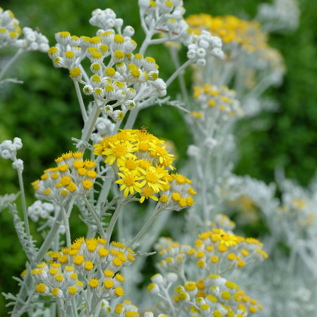 Spook Zonnebloem Zaden