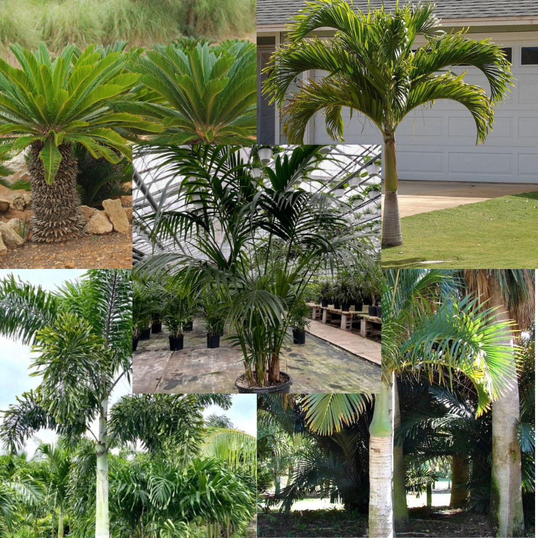 Tropische Palmbox 2