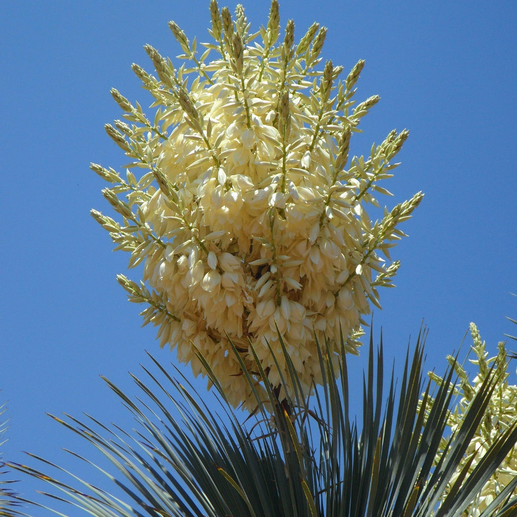 Yucca Treculeana