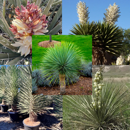 Yucca box