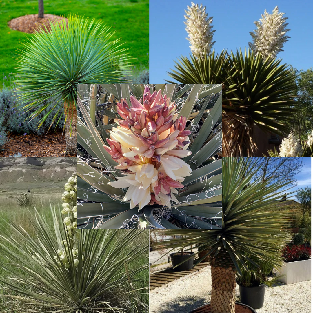 Yucca Zadenbox