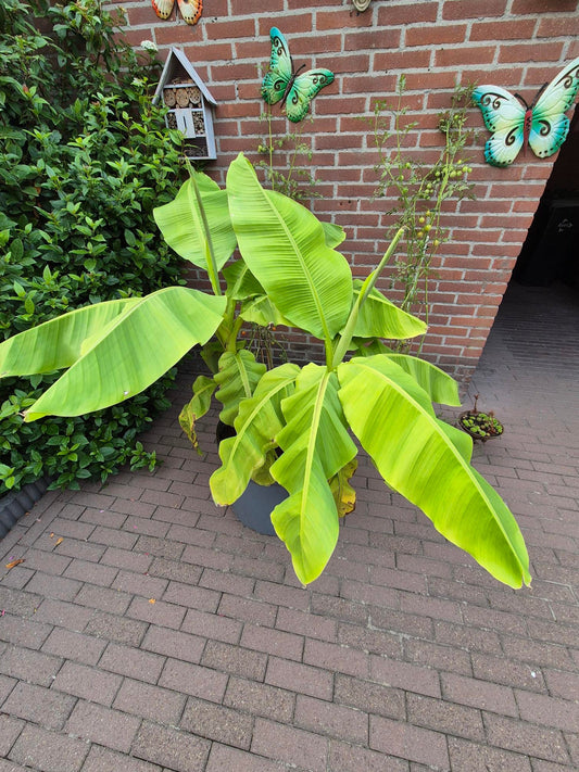 🌿 Wall of Growth – De Zoete Banaan die een zomer lang de show stal