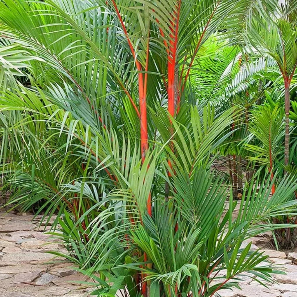 Lipstick Palm
