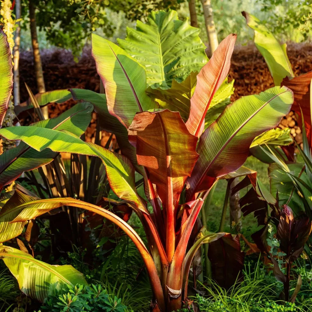 De Abessijnse Bananenplant