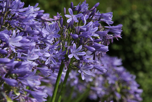 🌸 Afrikaanse Lelie (Agapanthus) zaaien en verzorgen – complete handleiding