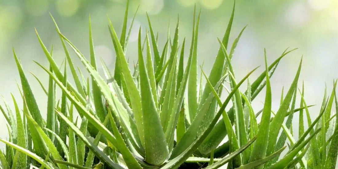 🌵 Alles wat je moet weten over Aloe-zaden en planten