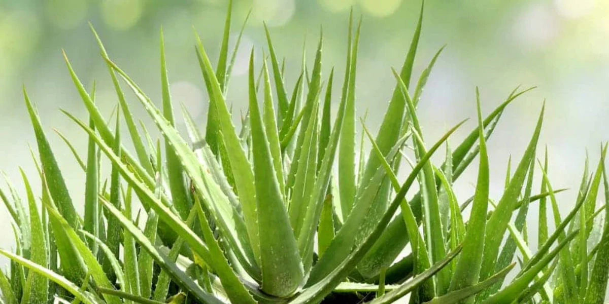 🌵 Alles wat je moet weten over Aloe-zaden en planten