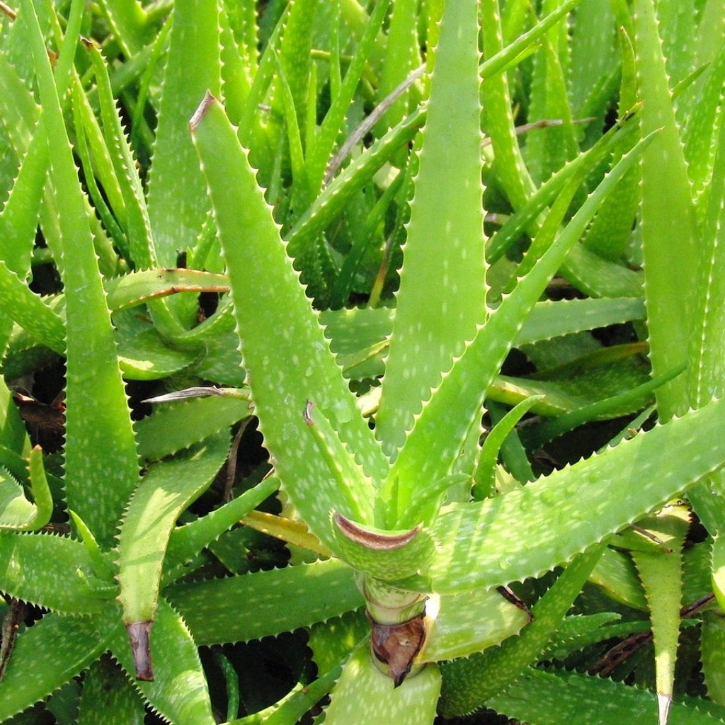 🌵 Alles wat je moet weten over Aloe-zaden en planten