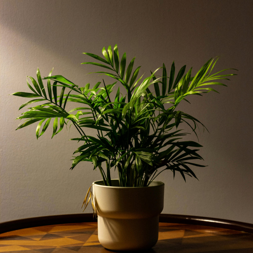 De ideale palm voor uw woonkamer!