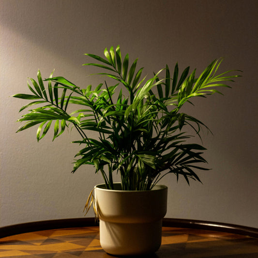 Mexicaanse dwergpalm