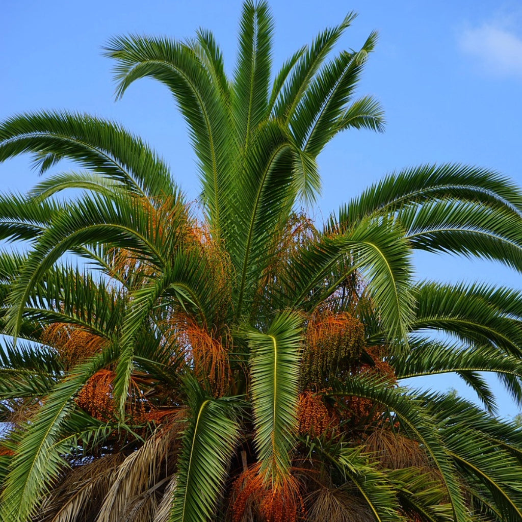 🌴 De Beste Winterharde Palmbomen voor Nederland (Inclusief Zaaitips!)