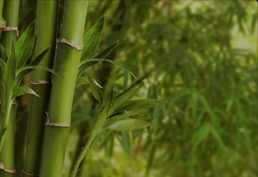 Top 5 snelst groeiende exotische planten voor je tuin!