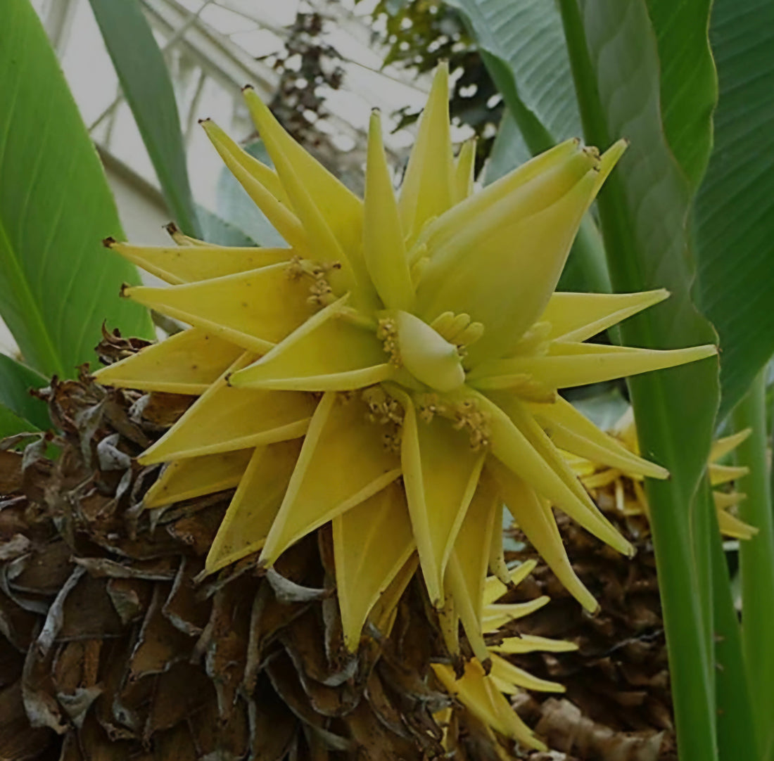 De Gouden Lotus Banaan