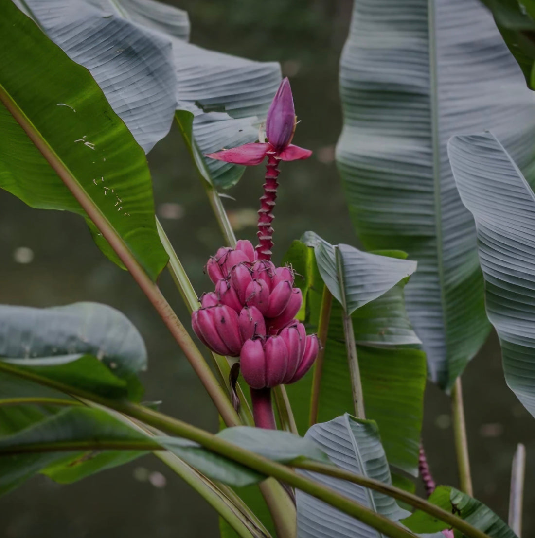 De Roze Bananenplant