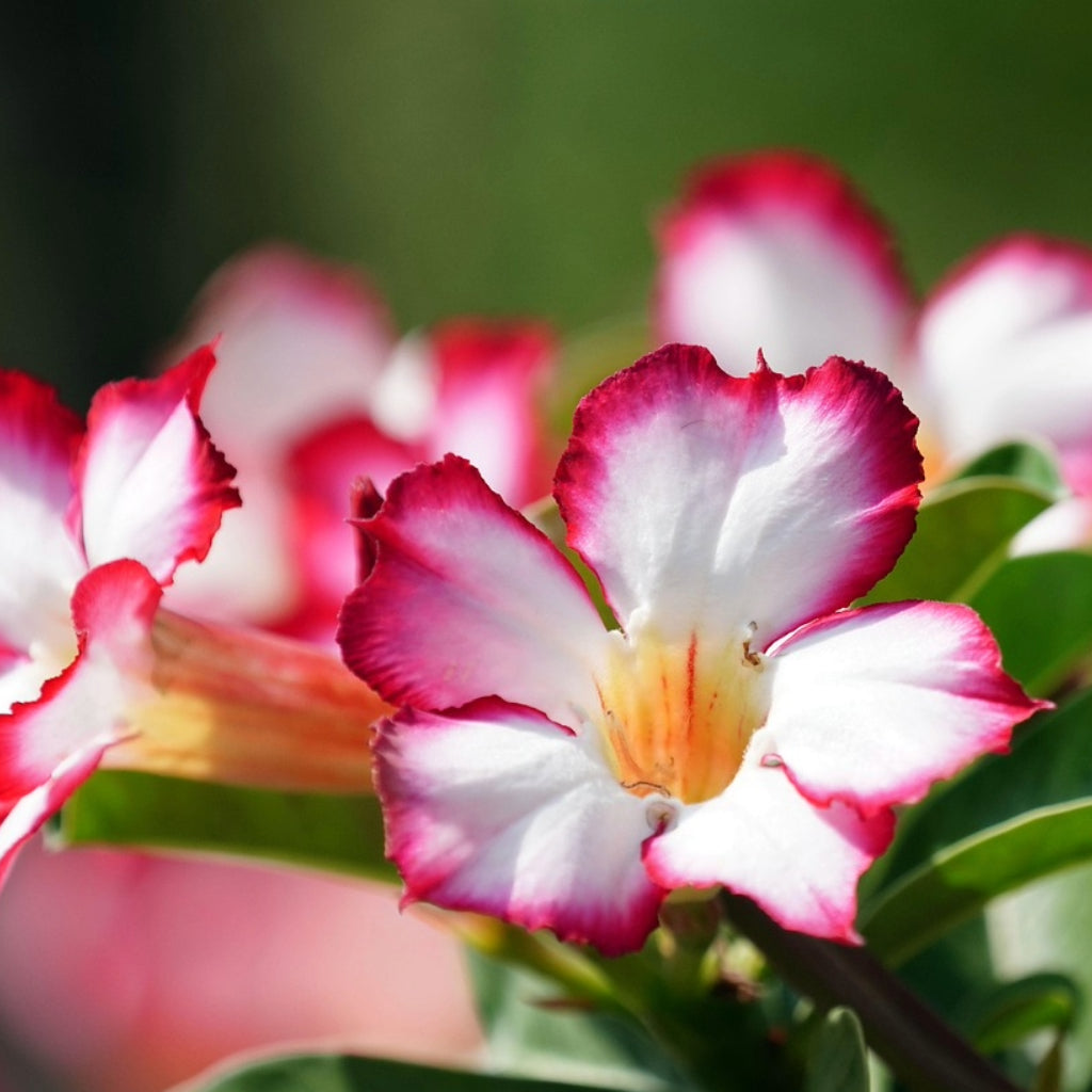 De 5 meest bijzondere exotische bloemen voor uw kas of tuin!