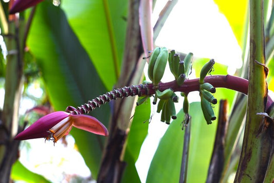 De Indische Dwergbanaan, Musa Manii