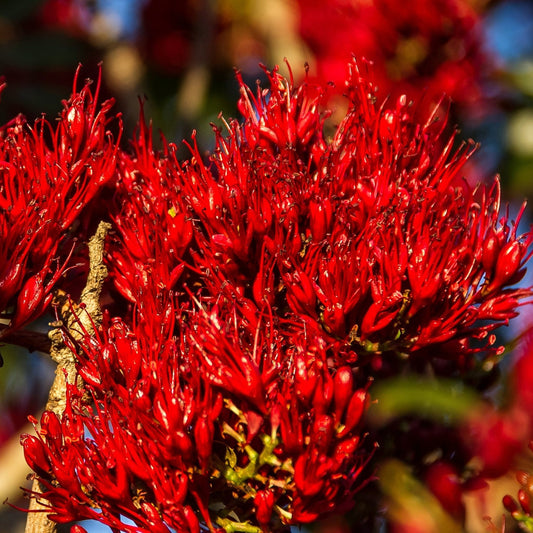 Boerboon boom, Schotia Brachypetala