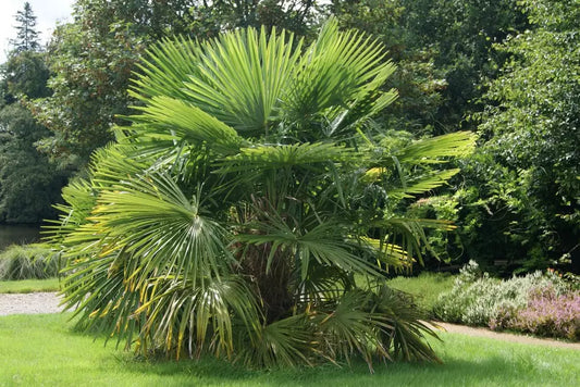 De Trachycarpus box