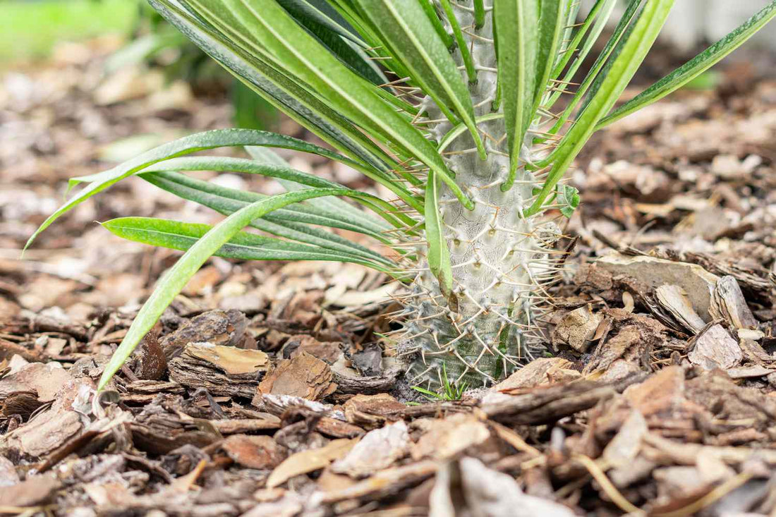 Pachypodium Lamerei: Madagaskar palm