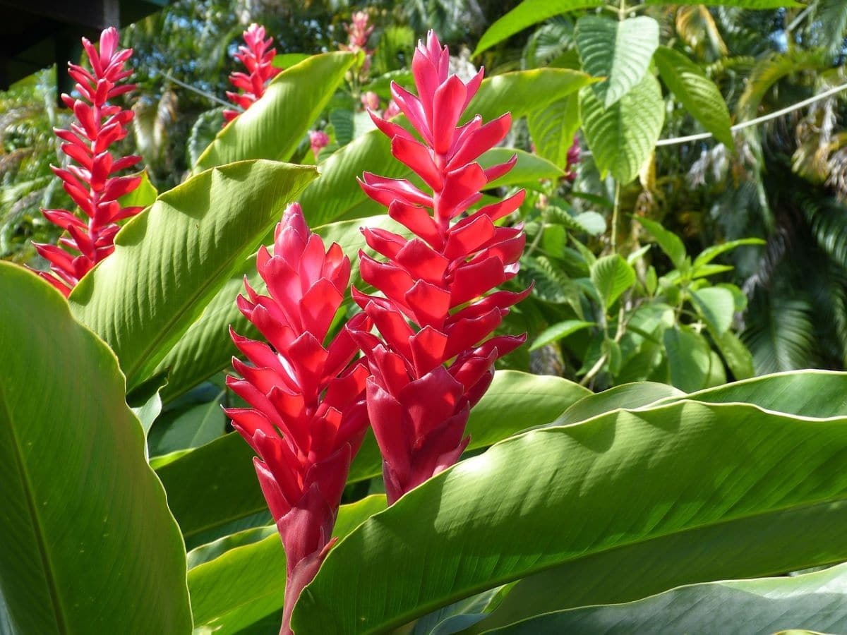 De 5 meest bijzondere exotische bloemen voor uw kas of tuin!