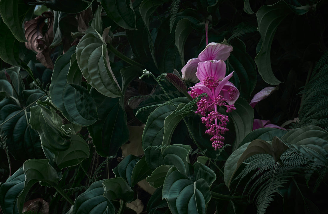 Medinilla Magnifica (Filipijnse Orgidee)