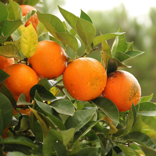 🍍 Zelf tropisch fruit kweken? Het kan gewoon in Nederland!
