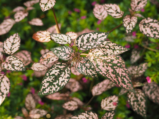 Hypoestes phyllostachya ‘Coloratus’