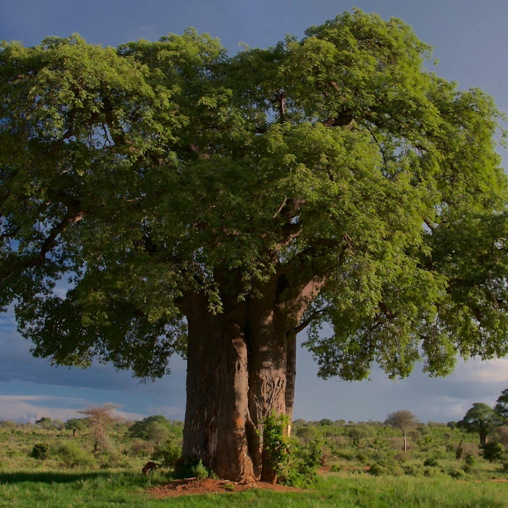 De Baobab boom