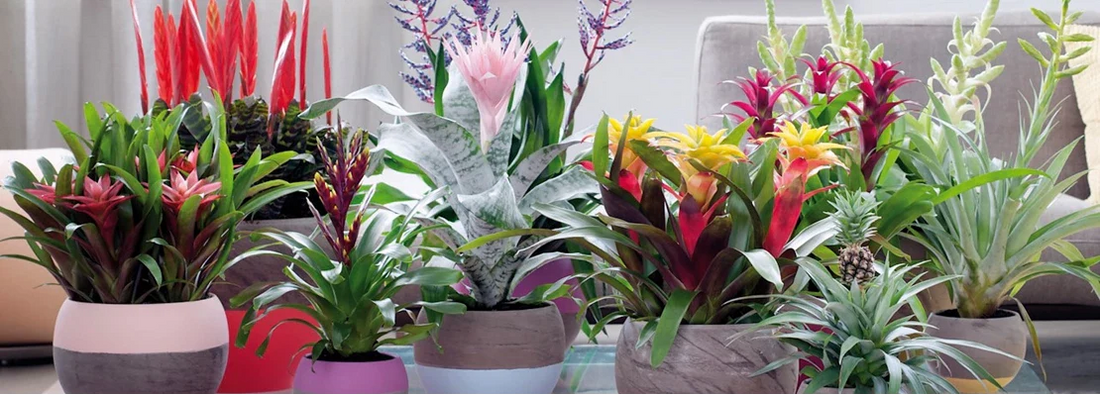Tropische planten voor in huis: De mooiste en makkelijkste opties!