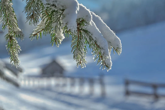 Tropische planten beschermen in de winter