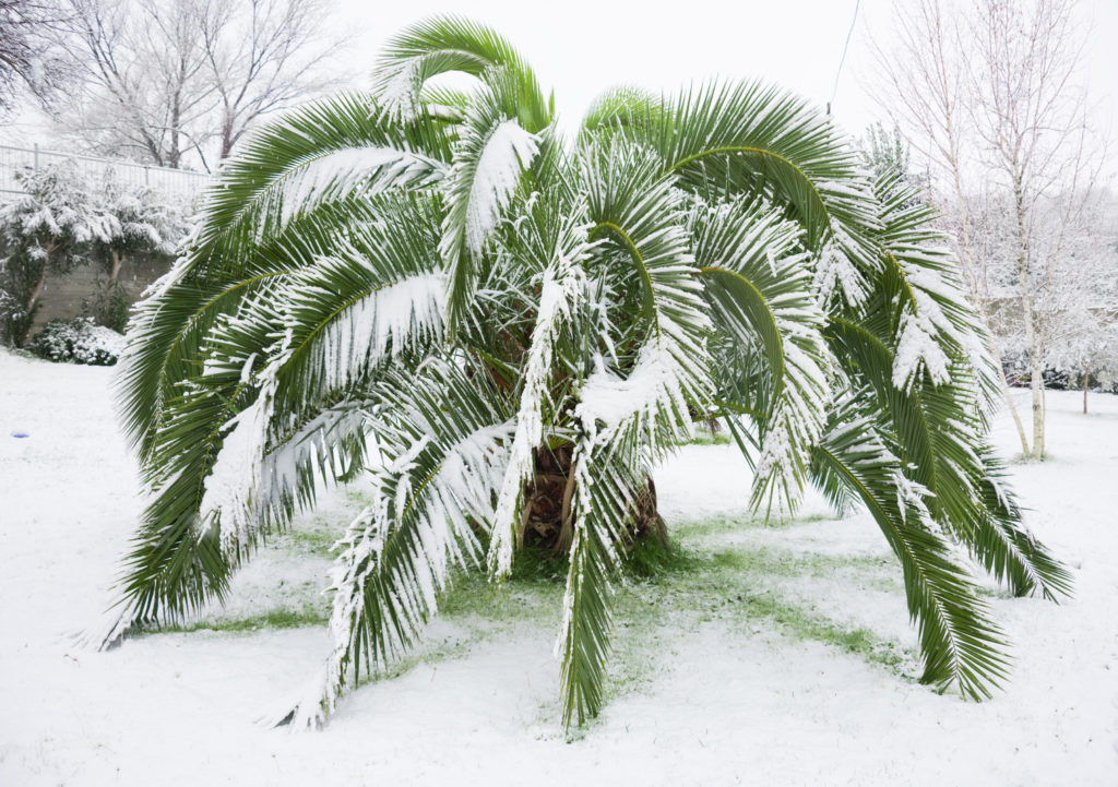 Zaai beschrijving winterharde palmbox
