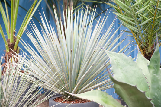 De Blauwe Yucca
