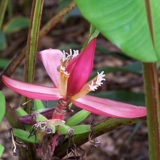 Indische Dwergbanaan Zaden
