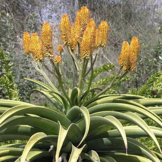 Aloë Zadenbox