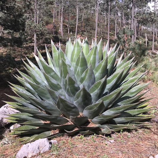 Agave Montana Zaden