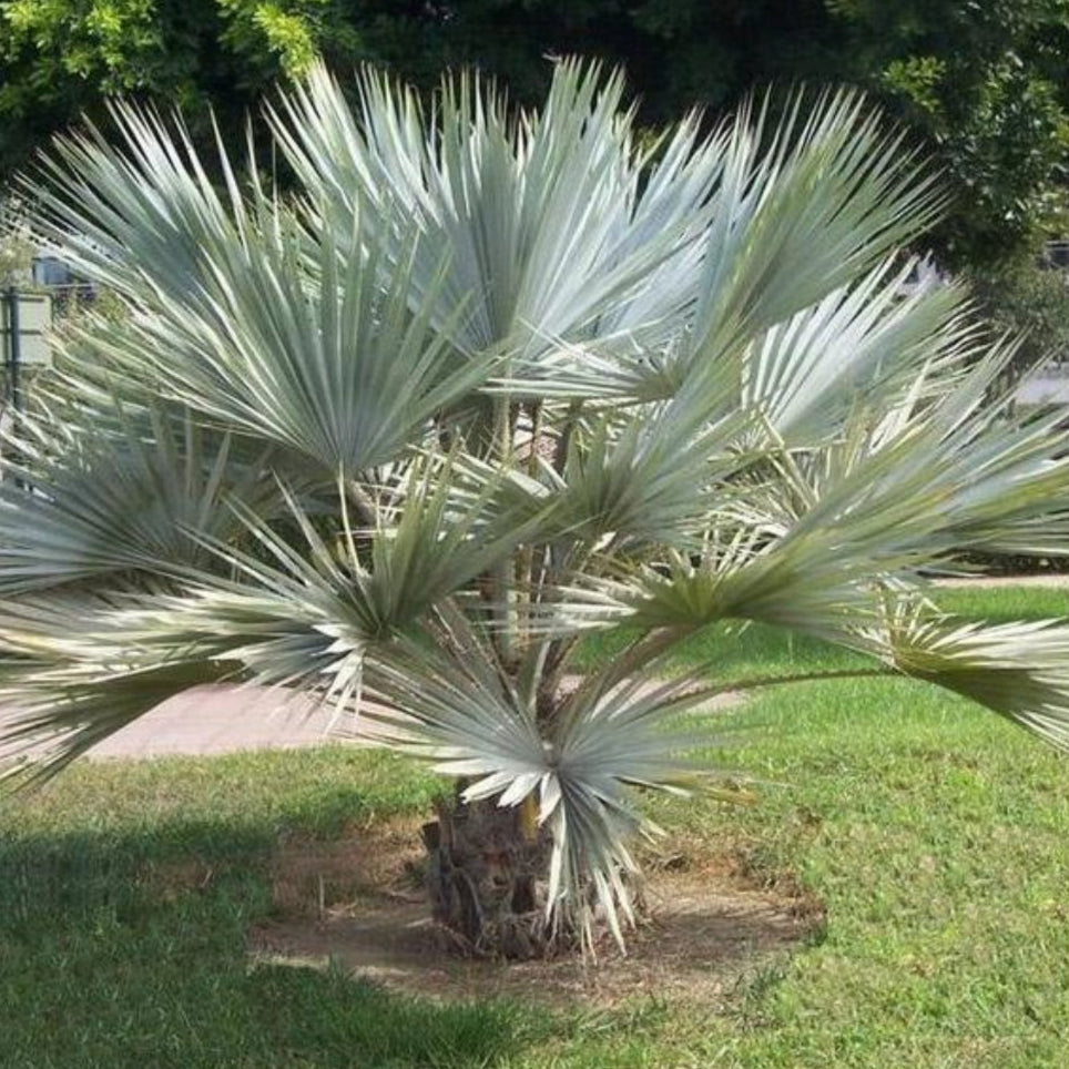 Mexicaanse blauwe waaier - 5 Zaden