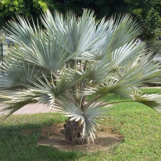 Mexicaanse blauwe waaier - 5 Zaden