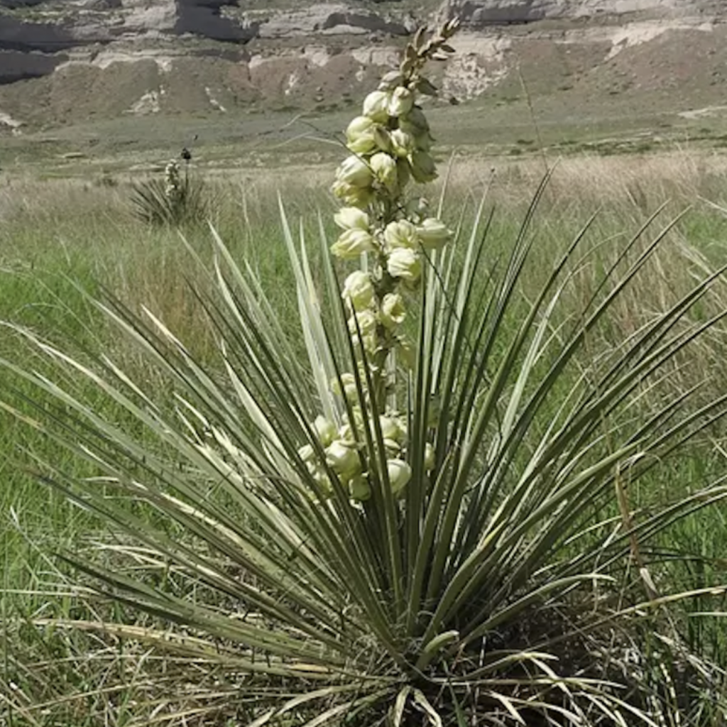 Yucca Glauca
