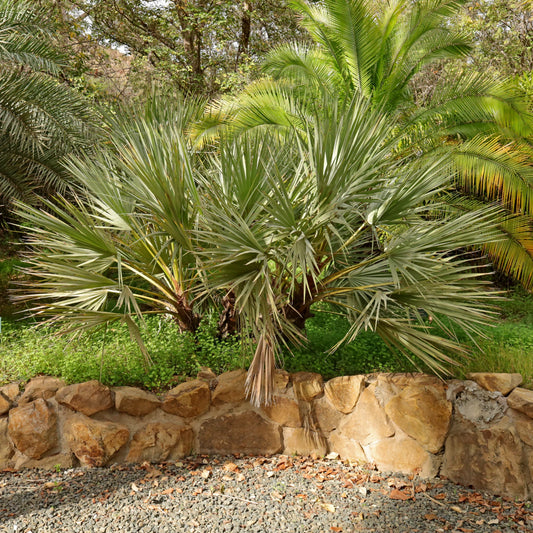Mazari palm - 5 Zaden